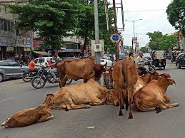 કચ્છ પોલીસ વિભાગની ગૌશાળામાં રસ્તે રખડતા તમામ ઢોરનો સમાવેશ કરાશે ?